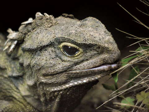 Image of Cook Strait Tuatara