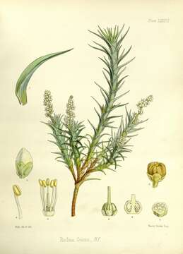 Image of Gunns richea