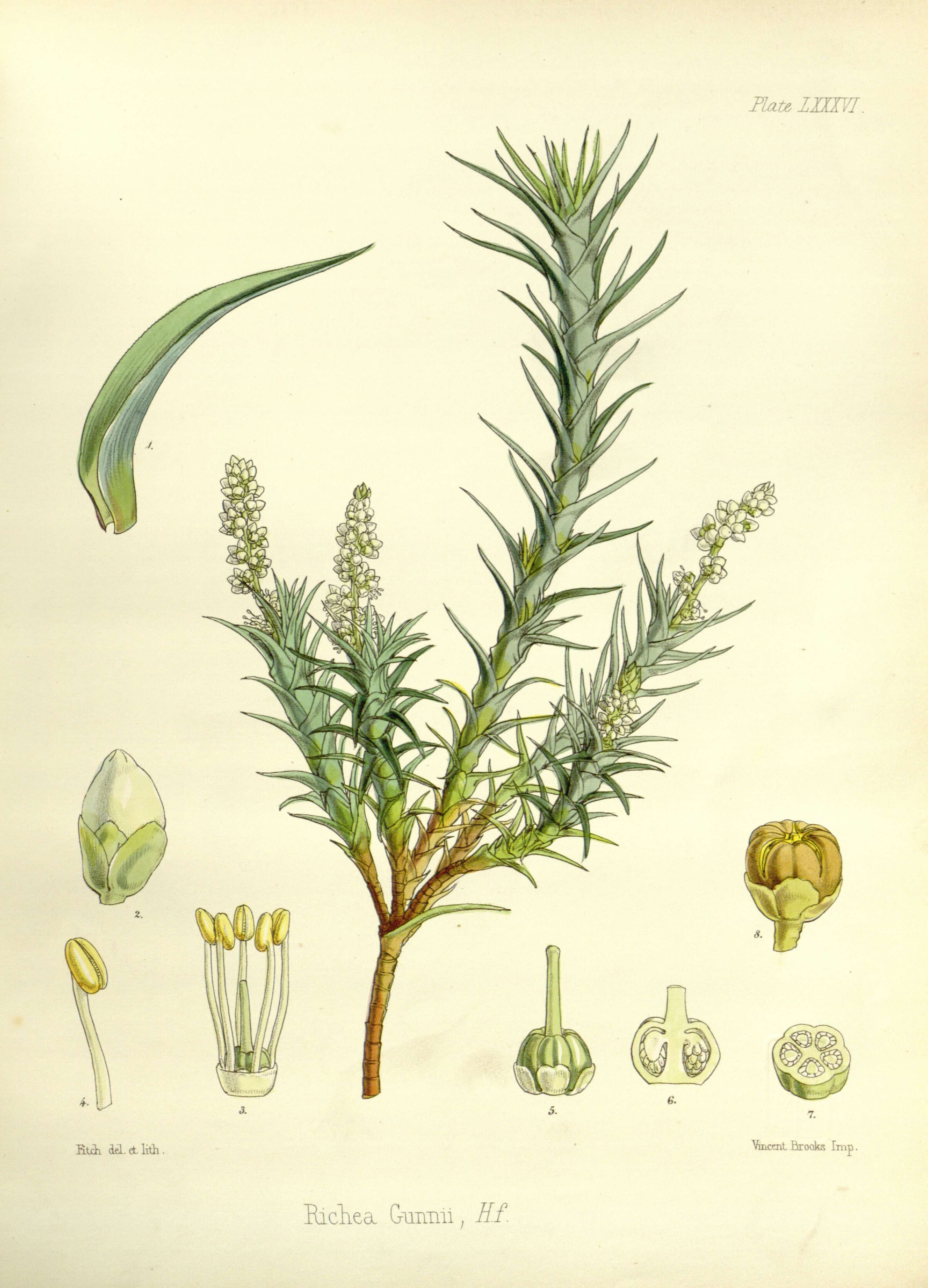 Image of Gunns richea