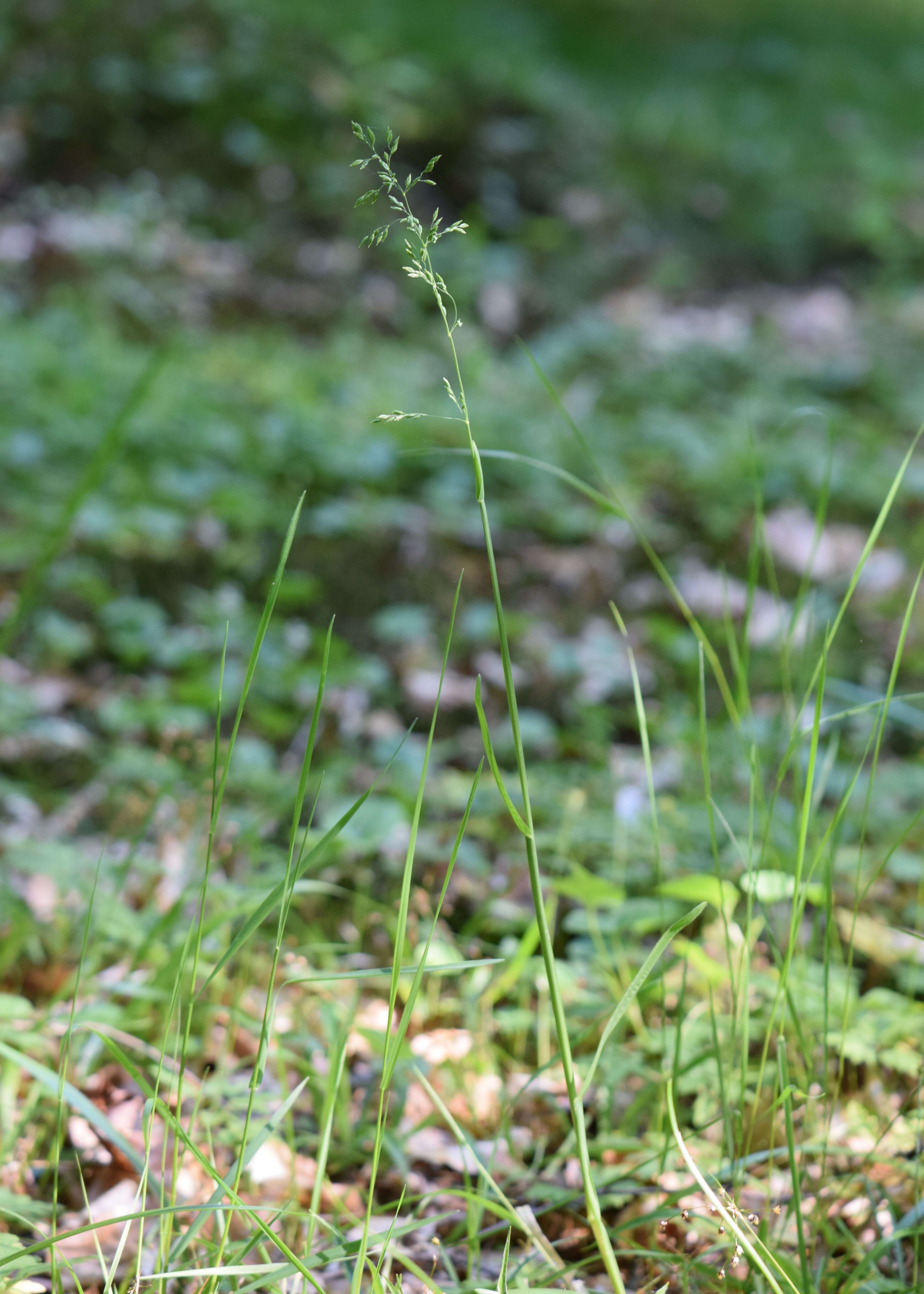 Image of broad-leaved meadow-grass