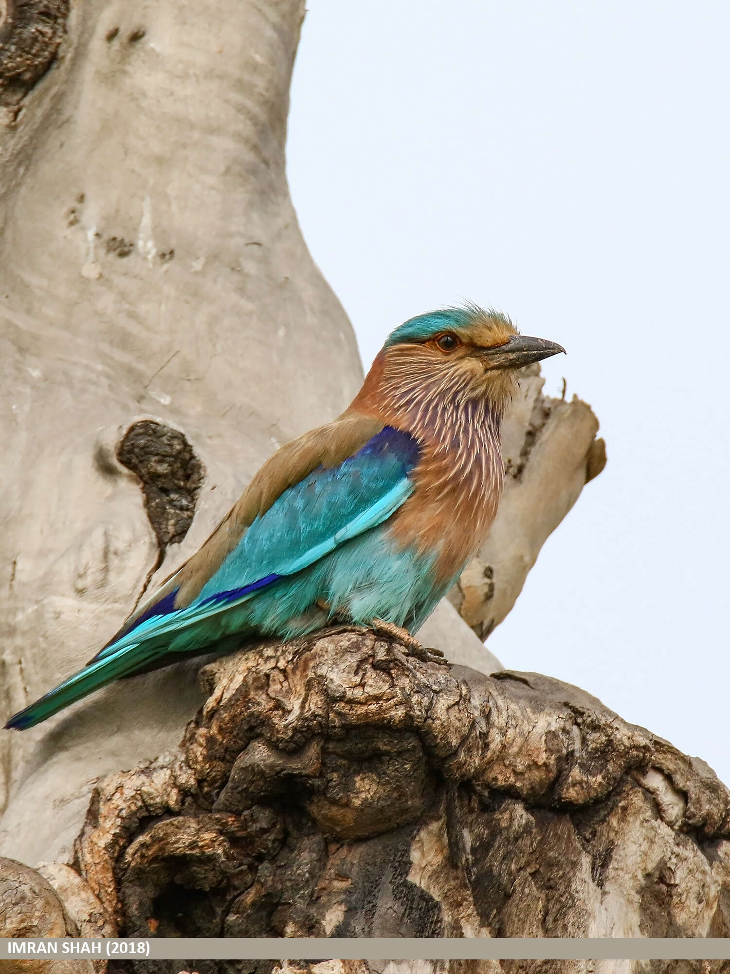 Image of Indian Roller