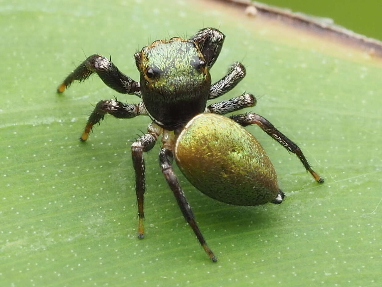 Image of Messua limbata (Banks 1898)