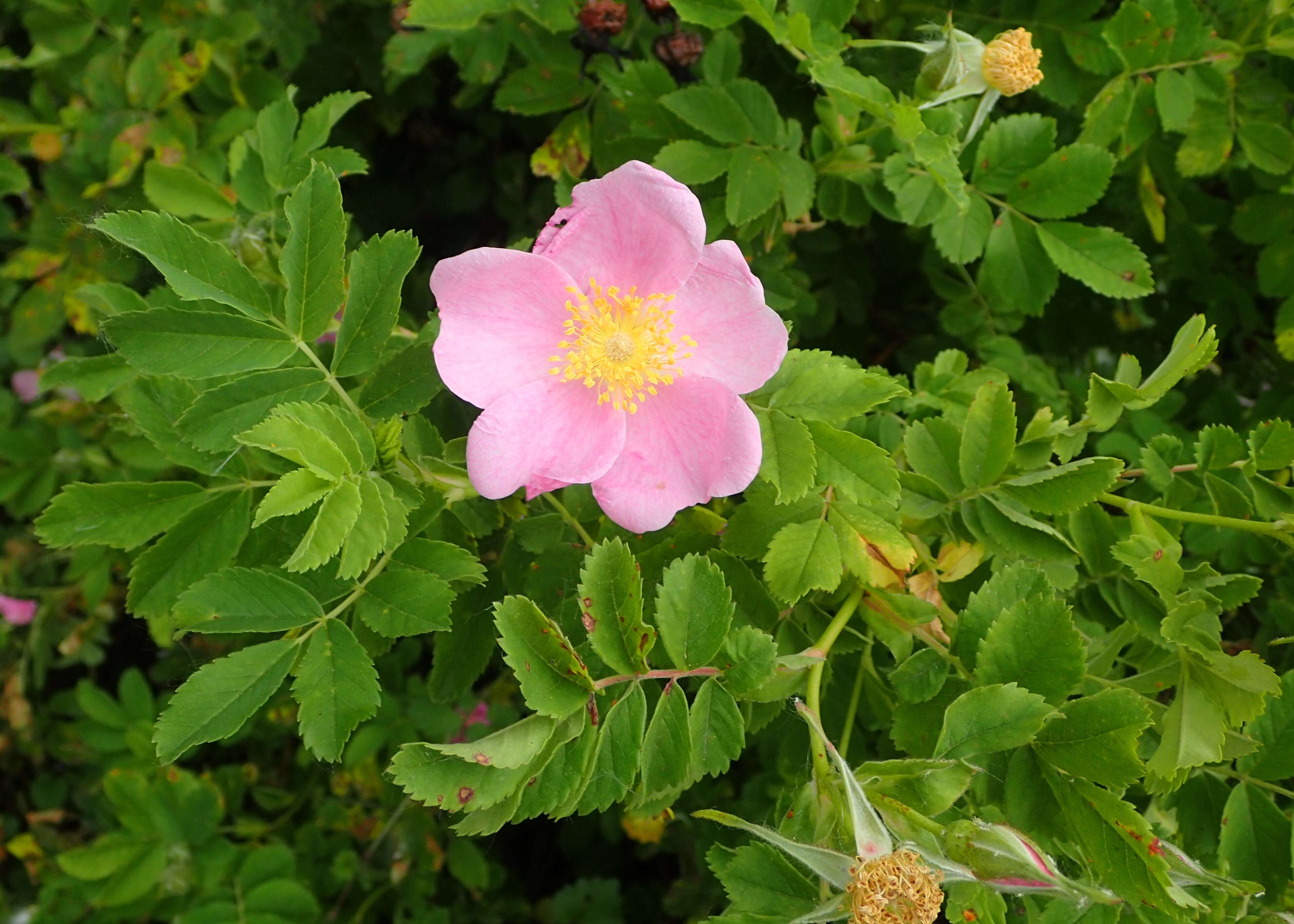 Image of prairie rose