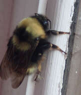 Слика од Bombus occidentalis Greene 1858