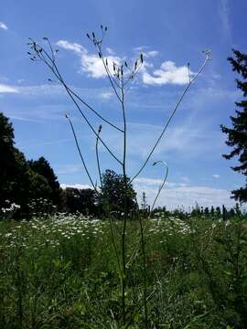 Image of smallflower hawksbeard