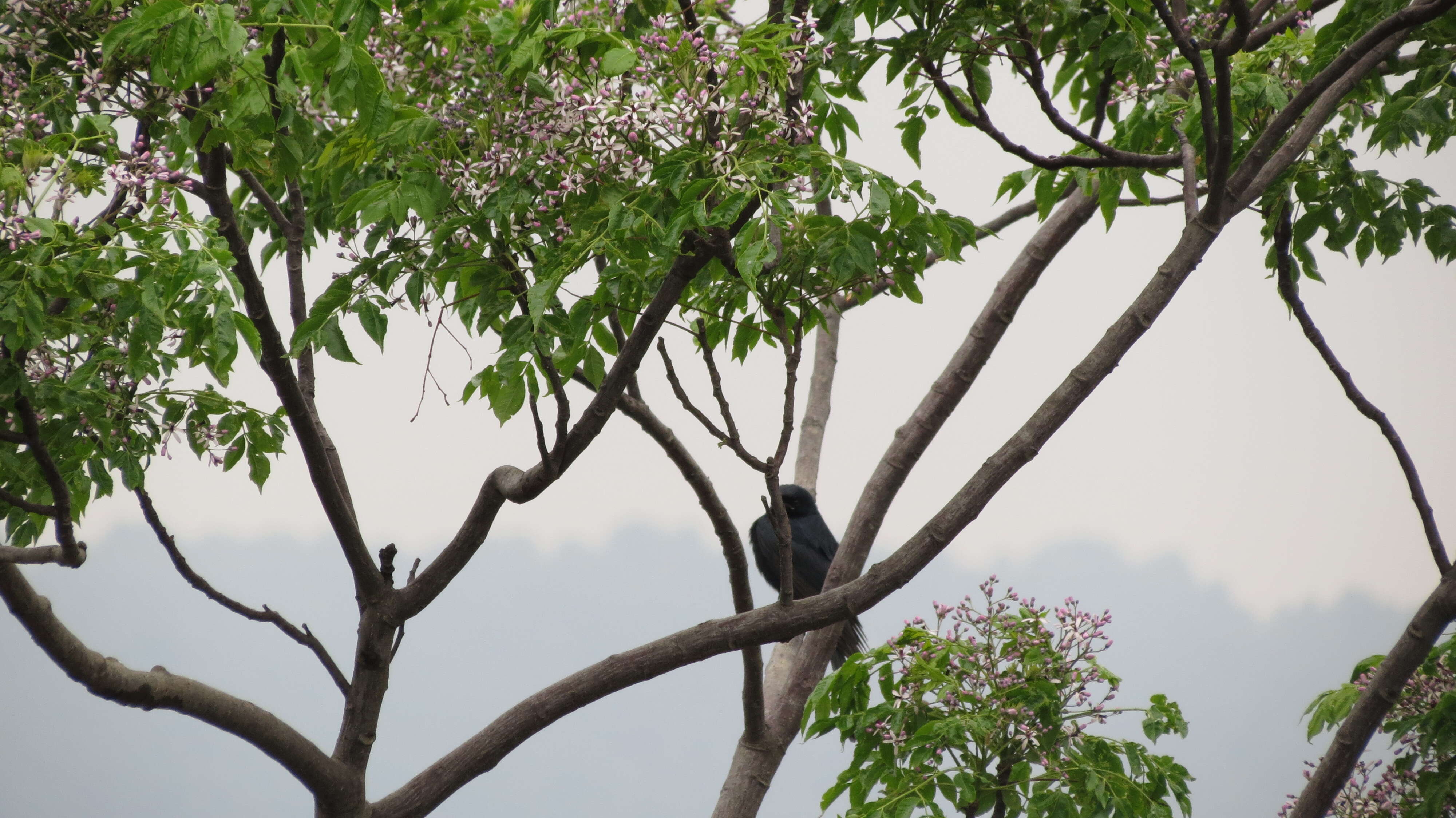 Image of Large-billed Crow