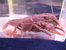 Image of Little Tennessee River Crayfish