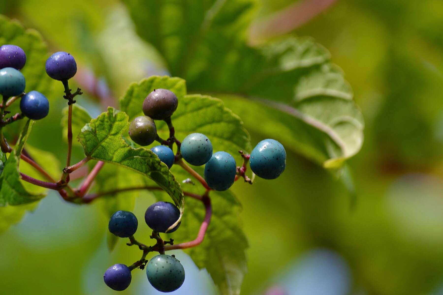 Sivun Ampelopsis heterophylla var. vestita Rehd. kuva