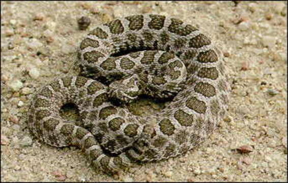 Image of Black massasauga