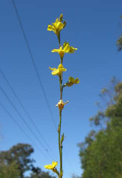 Image of Goodenia stelligera R. Br.