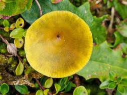 Image de Hygrophore conique