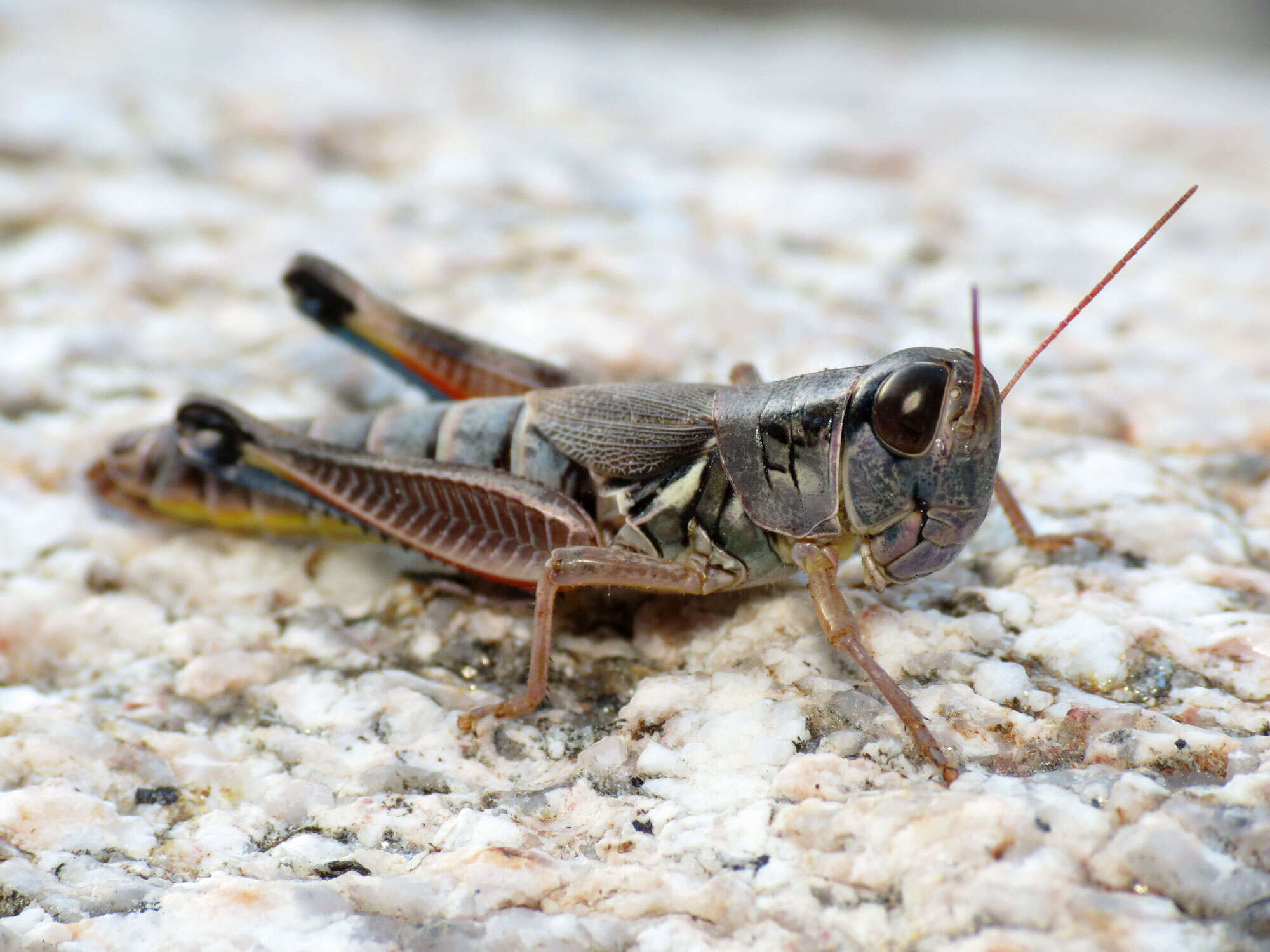 Image of Large-headed Grasshopper