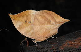 Image of Sahyadri blue oakleaf