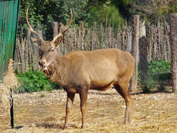 Image of Barbary stag