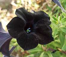 Image of petunia