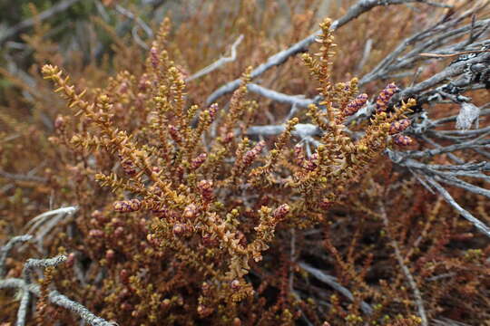 Image of Lepidothamnus laxifolius (Hook. fil.) Quinn