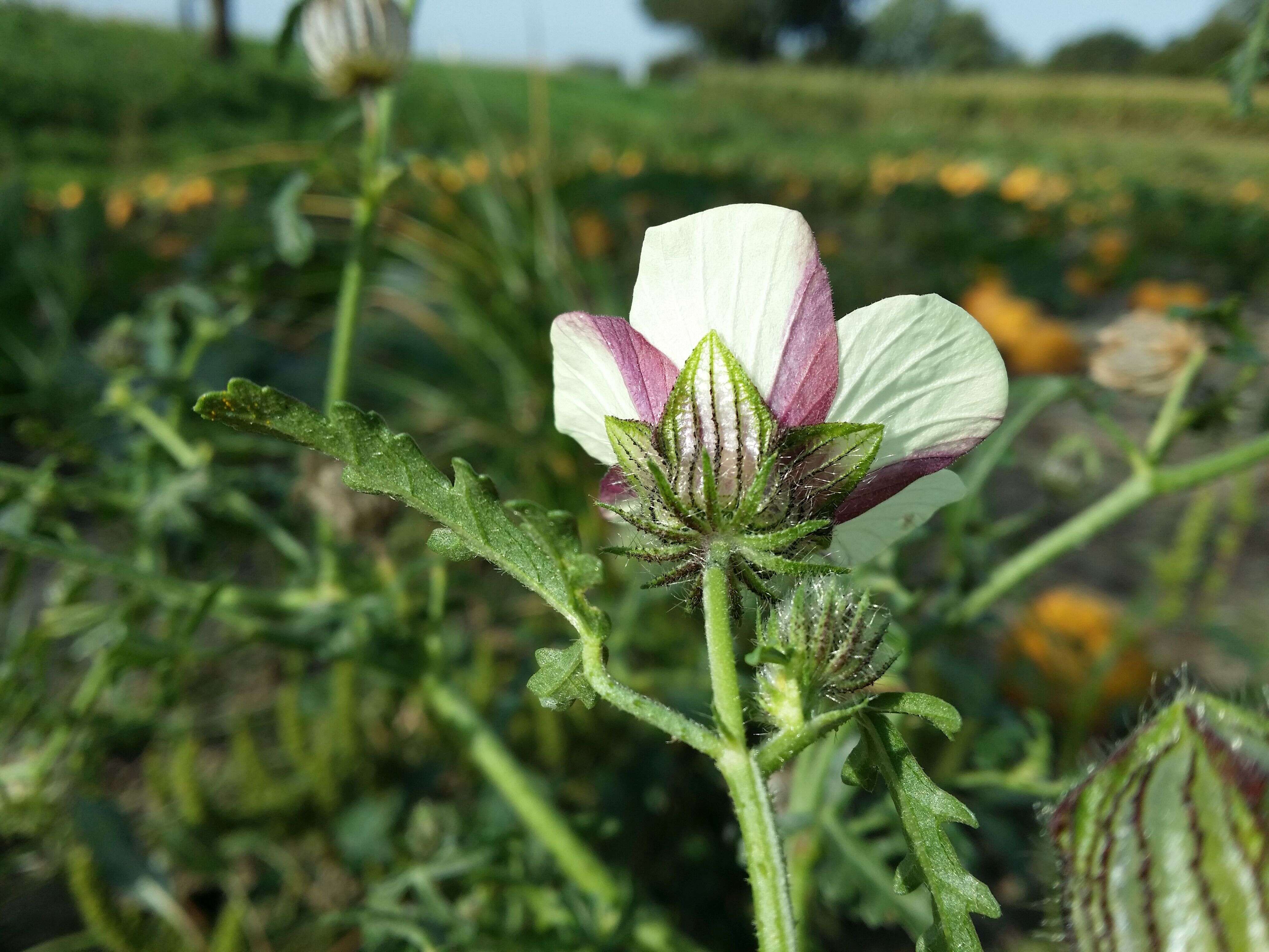 Image of flower of an hour