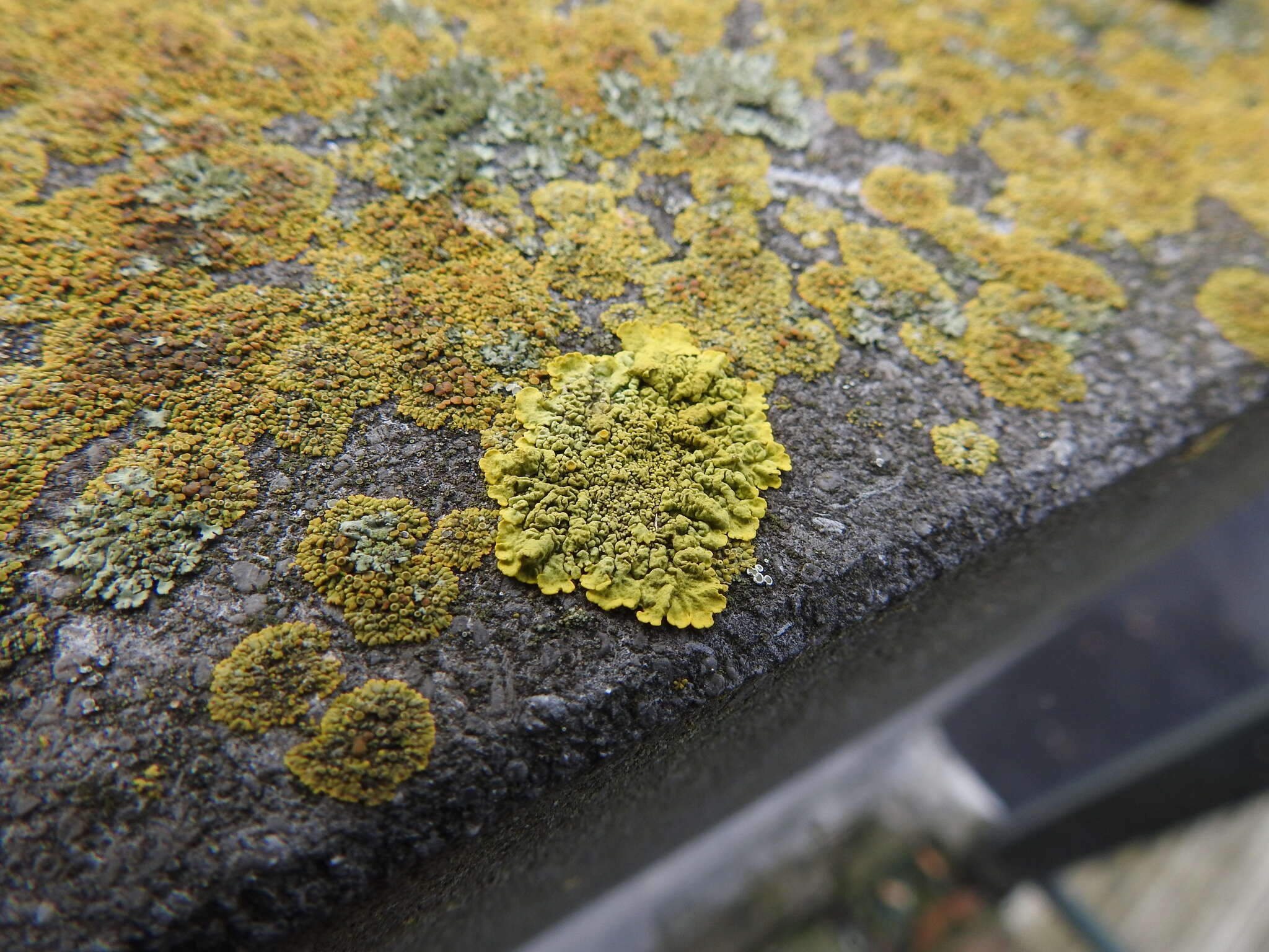 Image of orange lichen