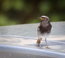 Image of Black Redstart