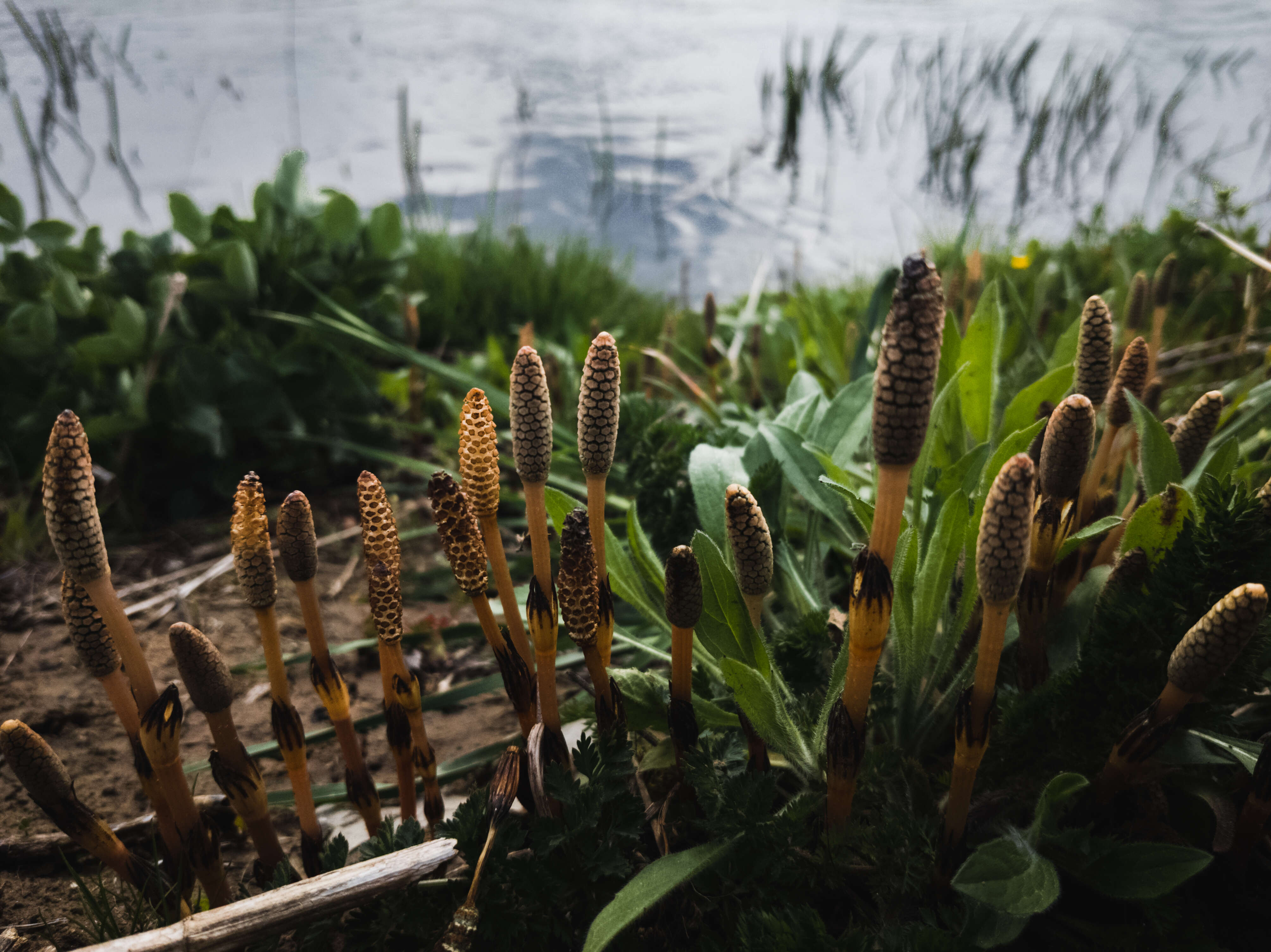 Image of horsetails