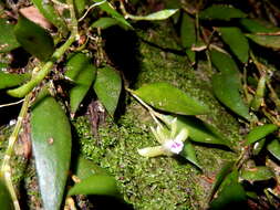 Imagem de Dendrobium pugioniforme A. Cunn. ex Lindl.