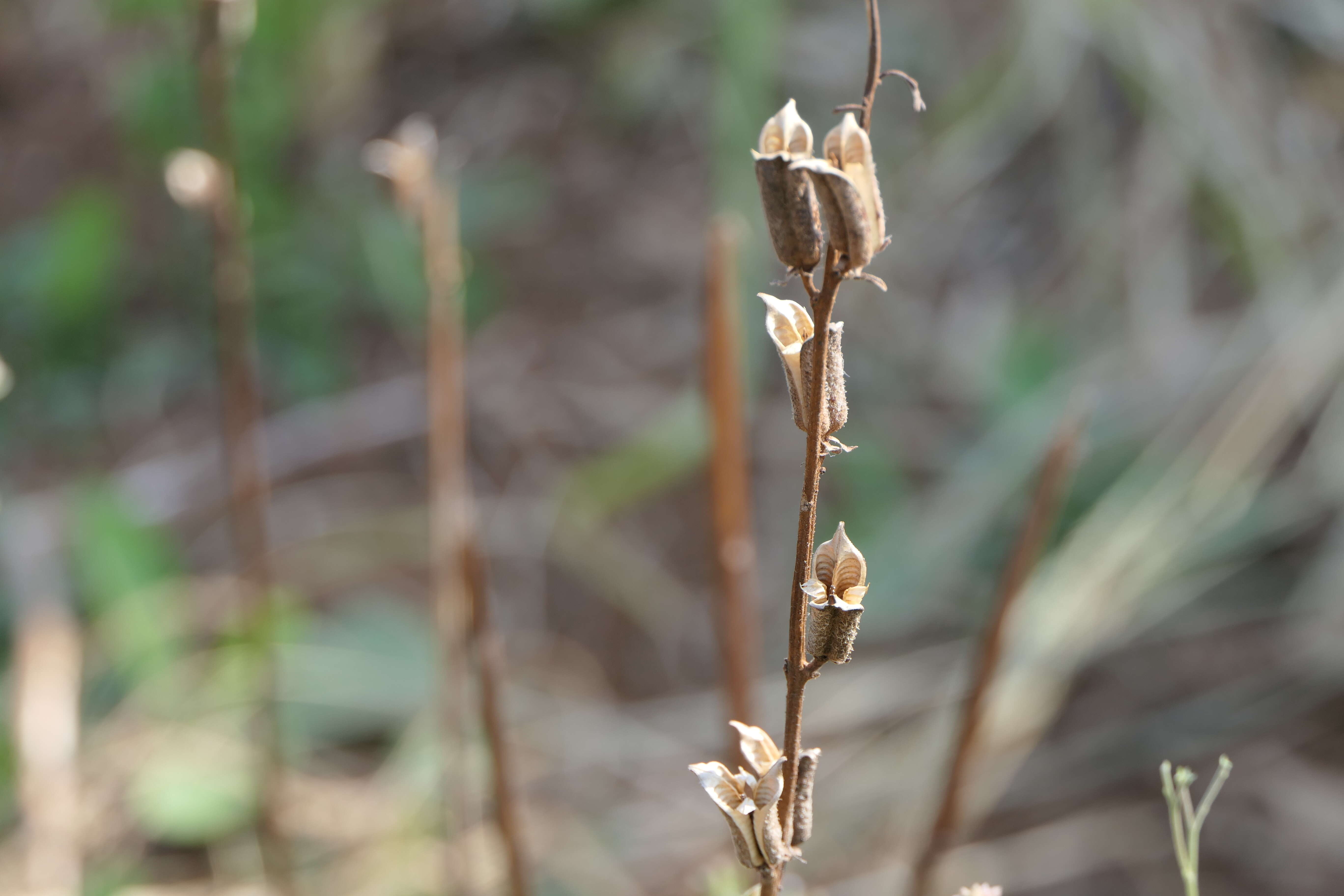 Image of sesame