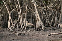 Image of Senegal Thick-knee