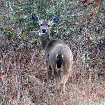 Image of Columbian black-tailed deer