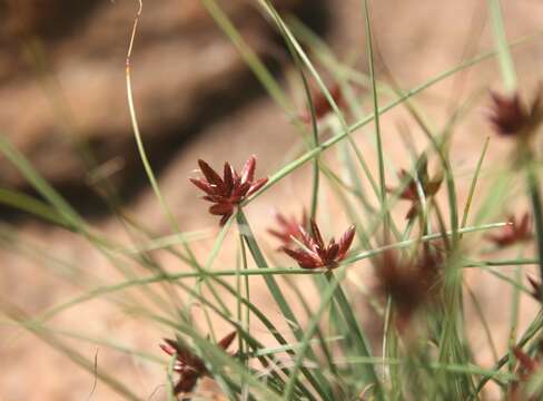 Cyperus rupestris Kunth的圖片