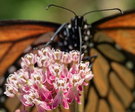 Image of swamp milkweed