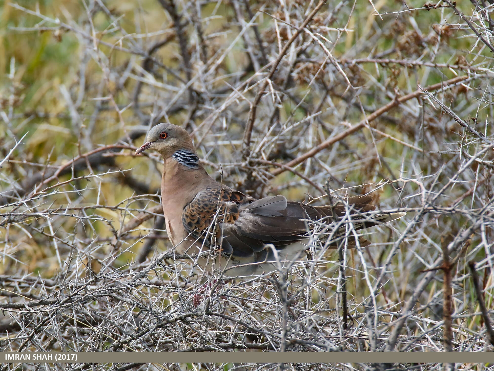 Image of Oriental Turtle Dove