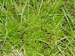 Image of Goosegrass