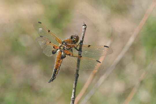 Image of Four-spotted Chaser