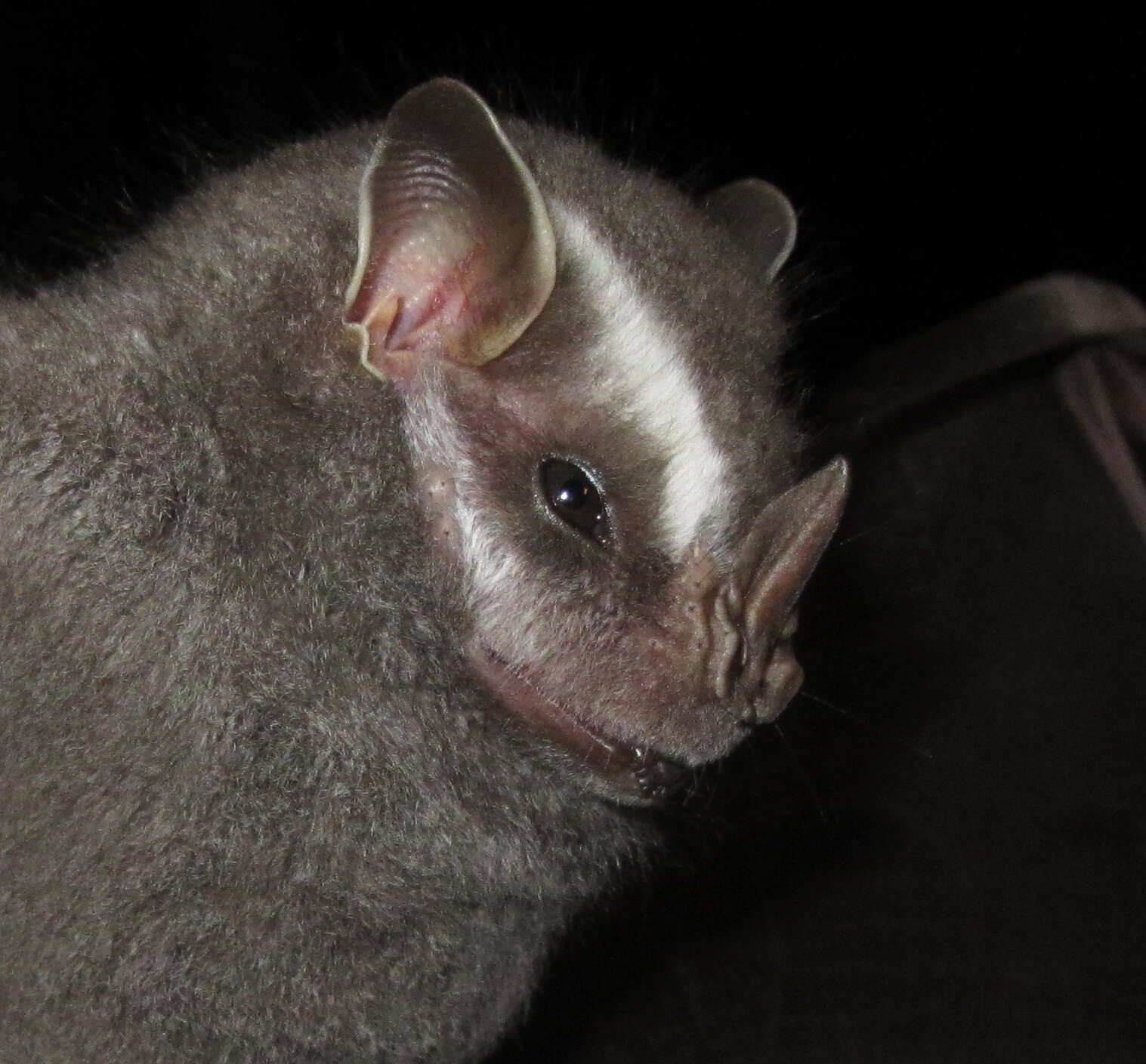 Image of Brazilian Big-eyed Bat