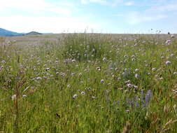 Слика од Knautia arvensis (L.) Coulter