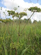 Image of wild angelica