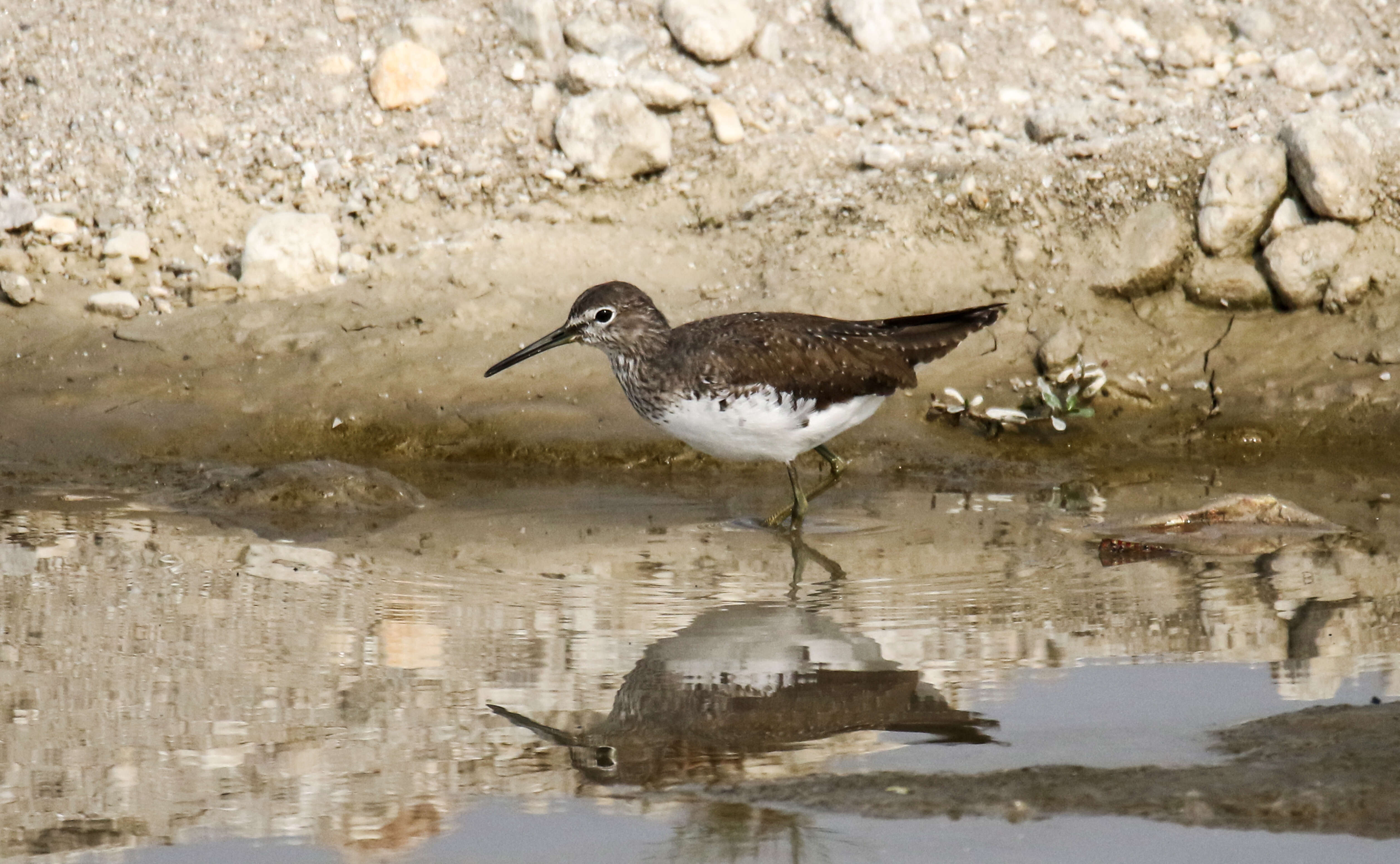 Image of Green Sandpiper