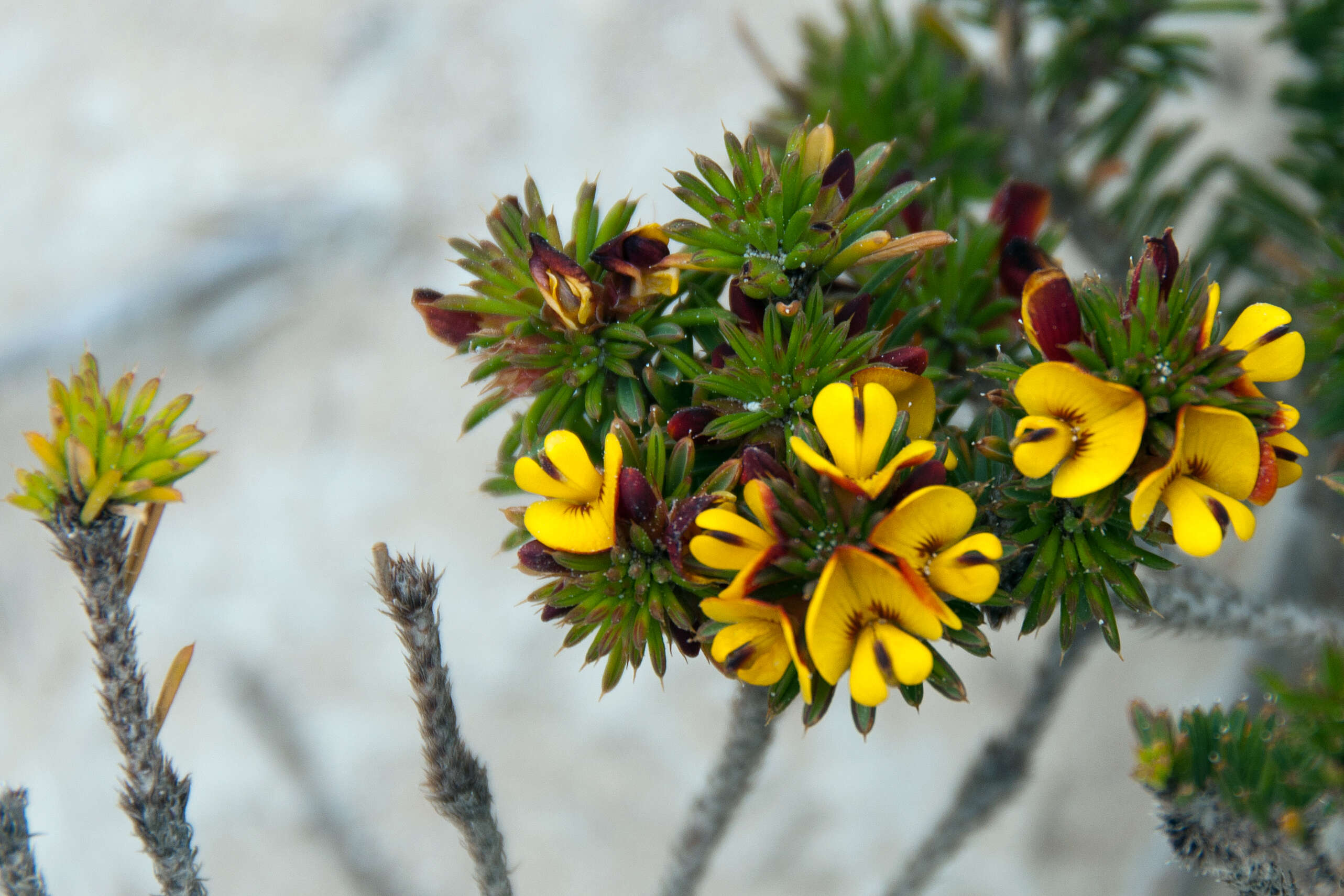 Sivun Pultenaea acerosa Benth. kuva