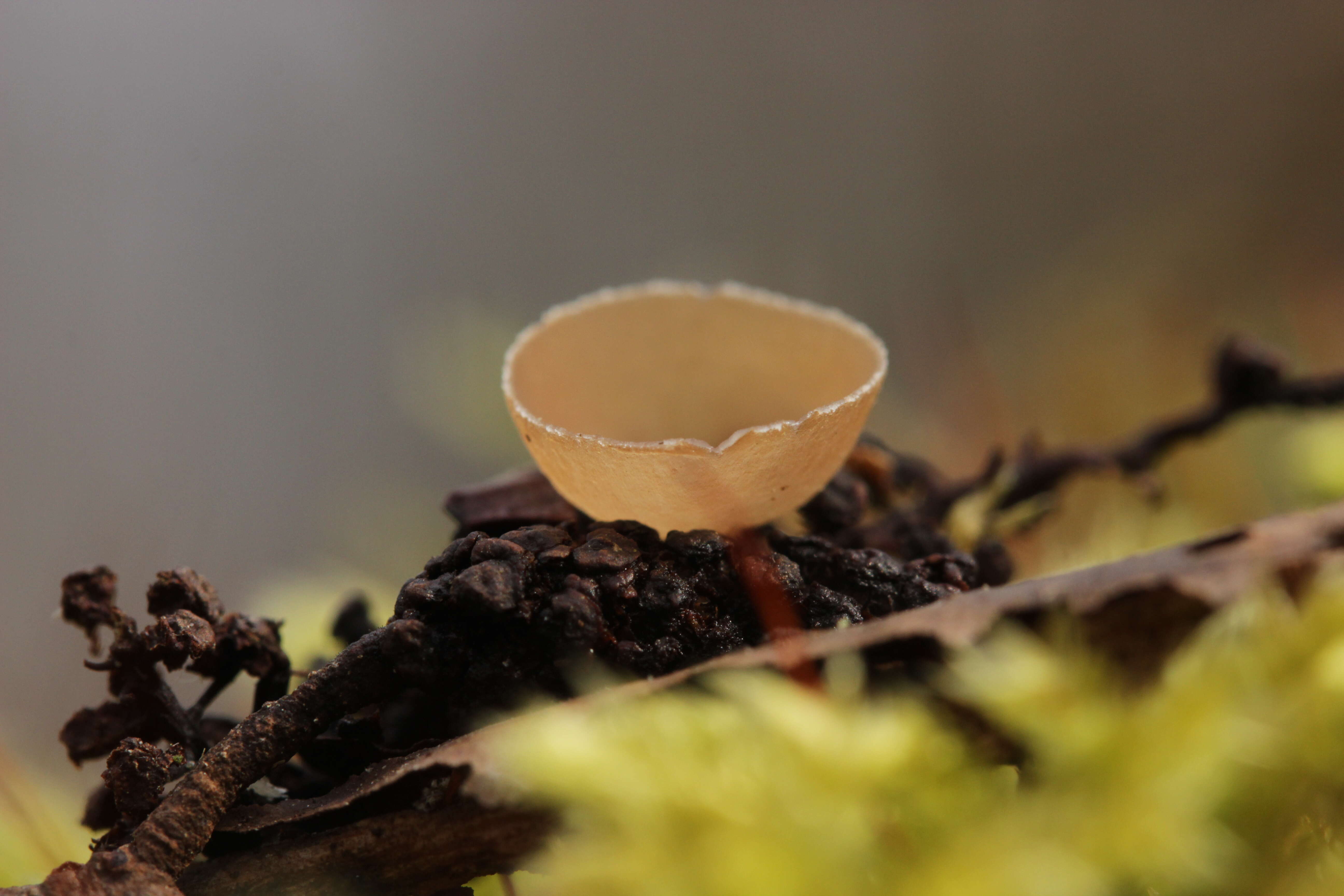 Image de Ciboria amentacea (Balb.) Fuckel 1870