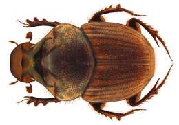 Image of Onthophagus (Serrophorus) rectecornutus Lansberge 1883