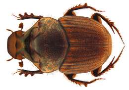 Слика од Onthophagus (Serrophorus) rectecornutus Lansberge 1883