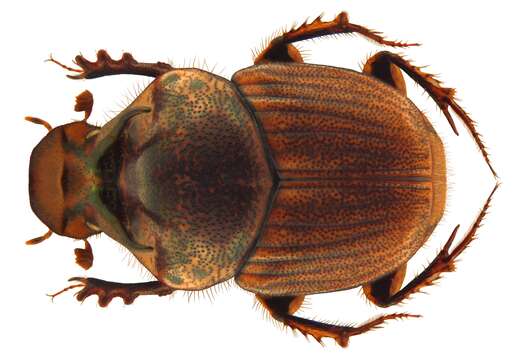 Image of Onthophagus (Serrophorus) rectecornutus Lansberge 1883