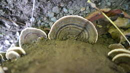 Image of Turkey Tail