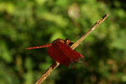 Image of Black Stream Glider