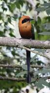 Image of Rufous Motmot