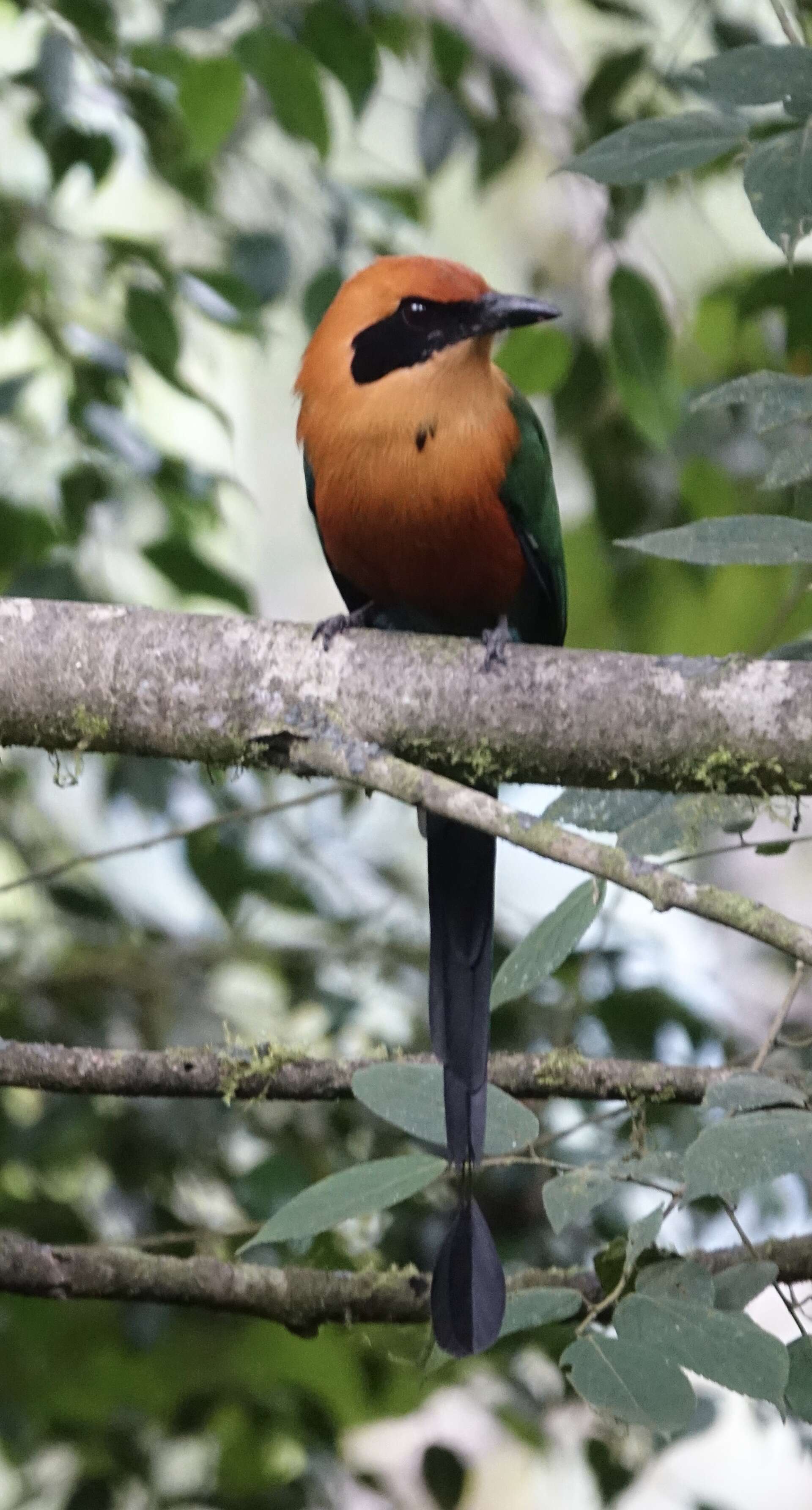 Image of Rufous Motmot