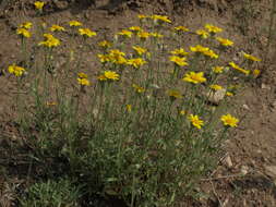 Image of Common Woolly Sunflower