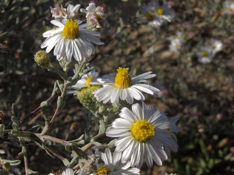 Image of common sandaster