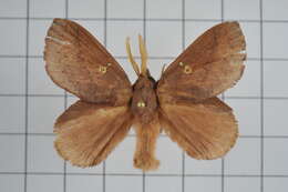 Image of Euthrix laeta Walker 1855