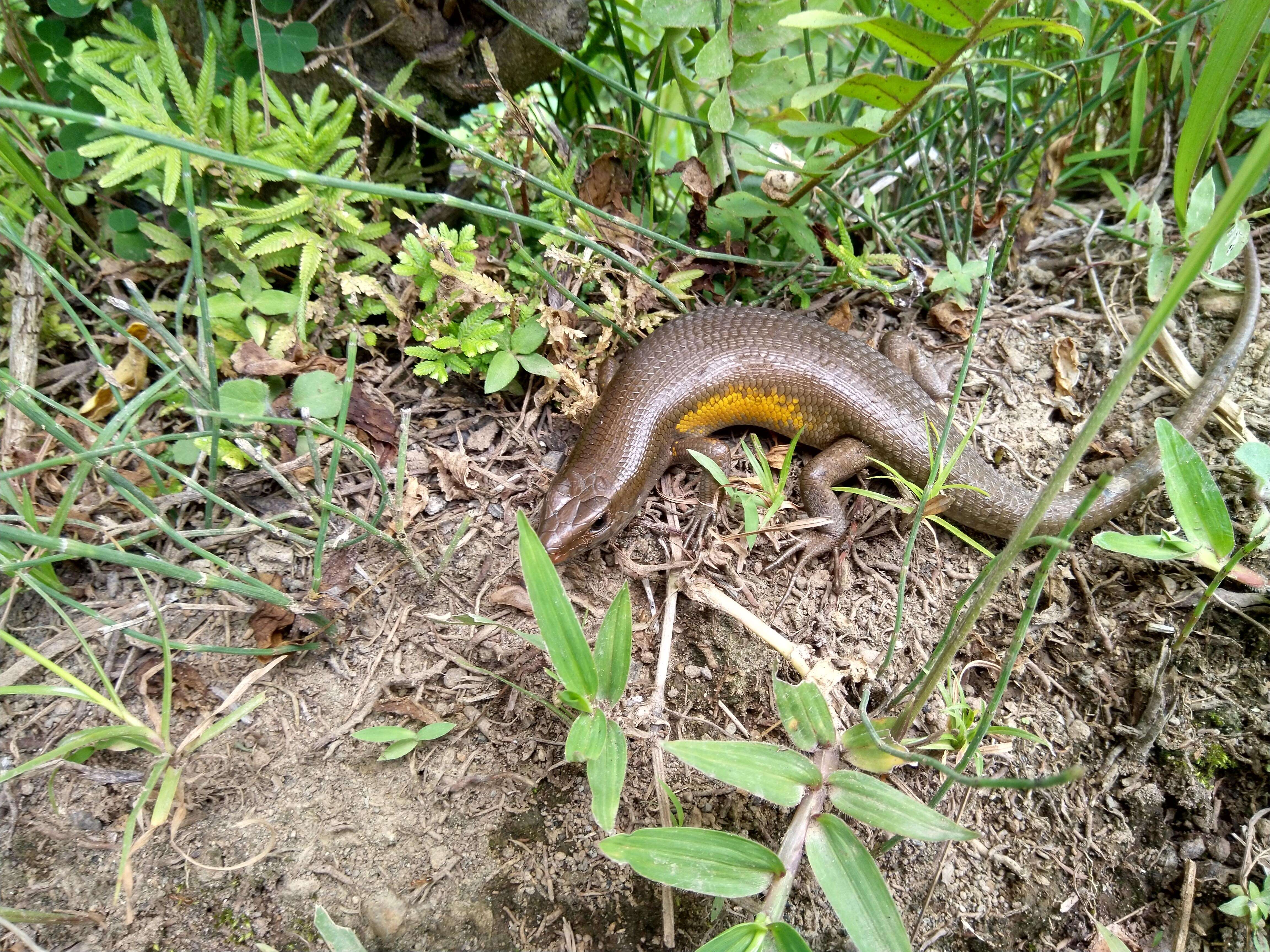 Imagem de Eutropis multifasciata (Kuhl 1820)